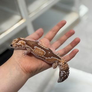 줄루 헷 오레오 헷 카라멜