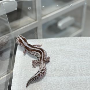 화이트아웃 오레오 제로 줄루