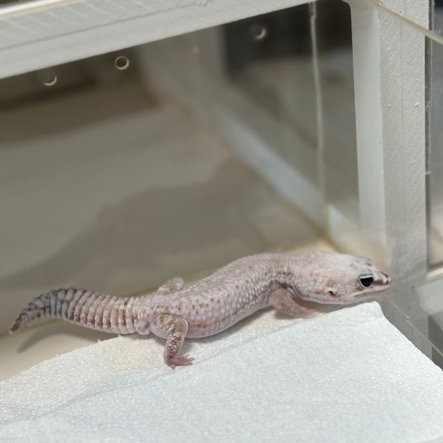 오레오 줄루 스팅어