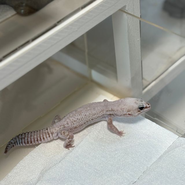 오레오 줄루 스팅어