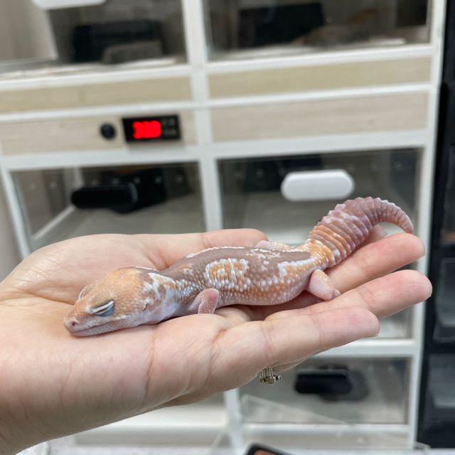 카라멜 줄루 헷 오레오