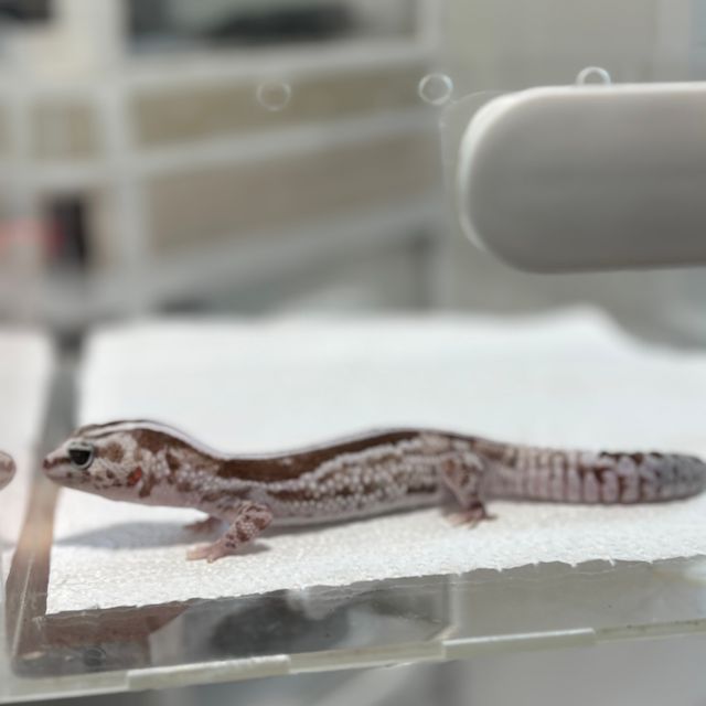 화이트아웃 오레오 제로 줄루