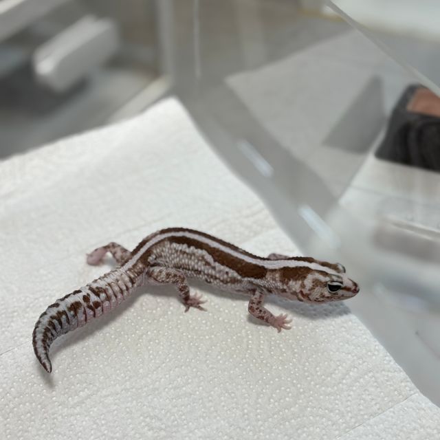 화이트아웃 오레오 제로 줄루