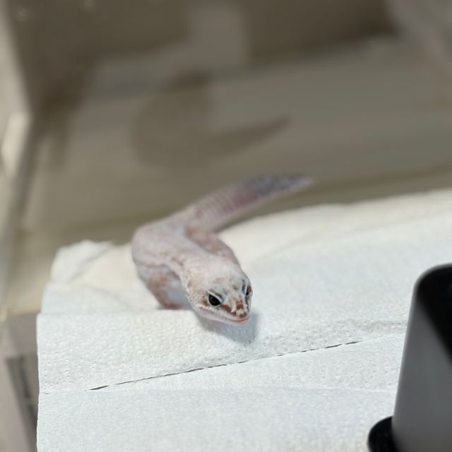 오레오 줄루 스팅어