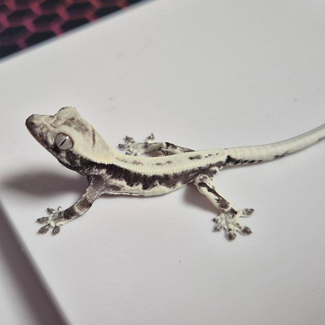 프라푸치노 아잔틱 화이트