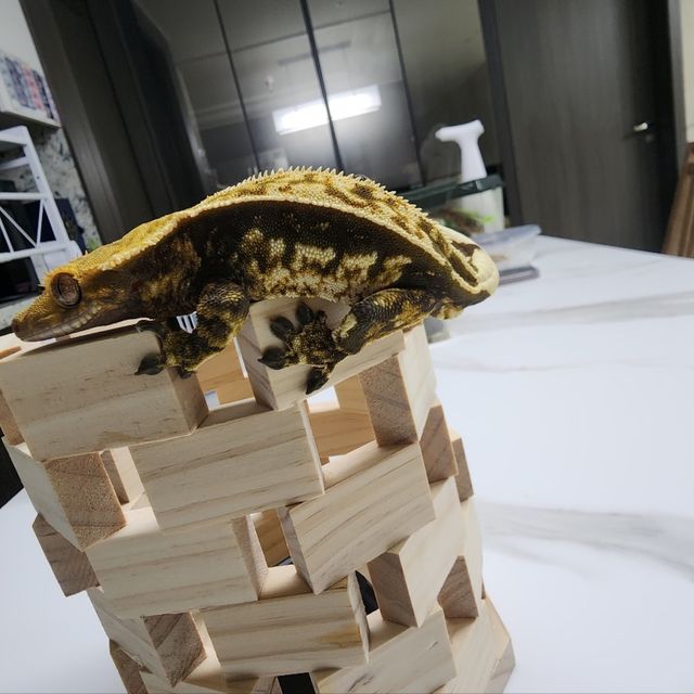 다크 쿼드