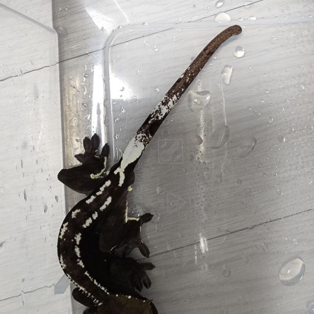 아잔틱