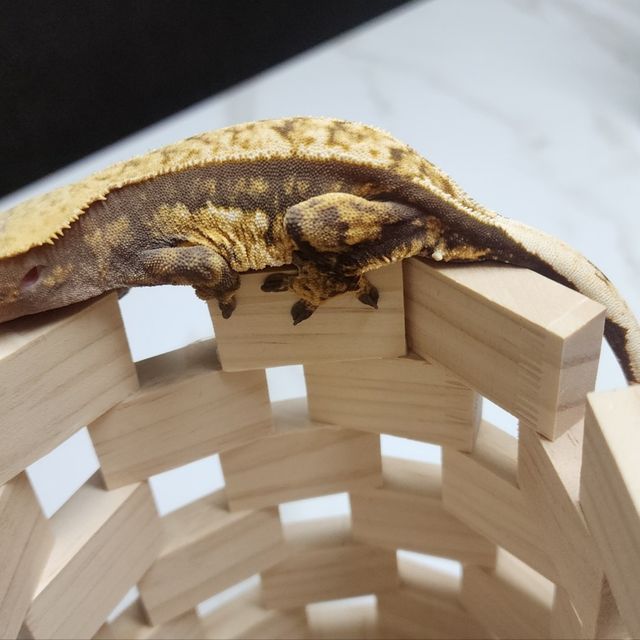 쿼드