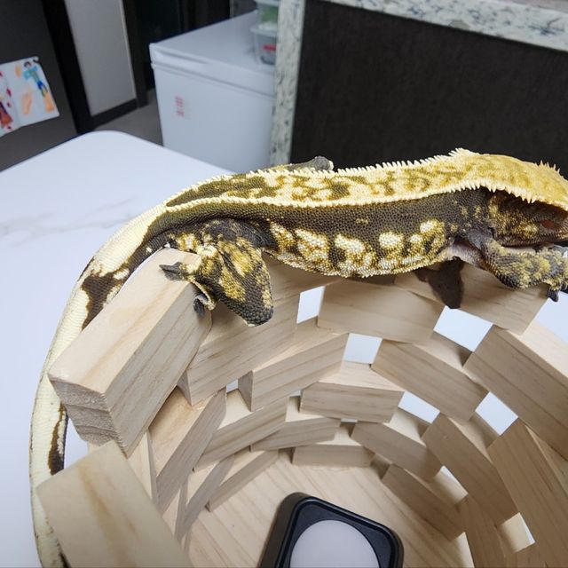 다크 쿼드