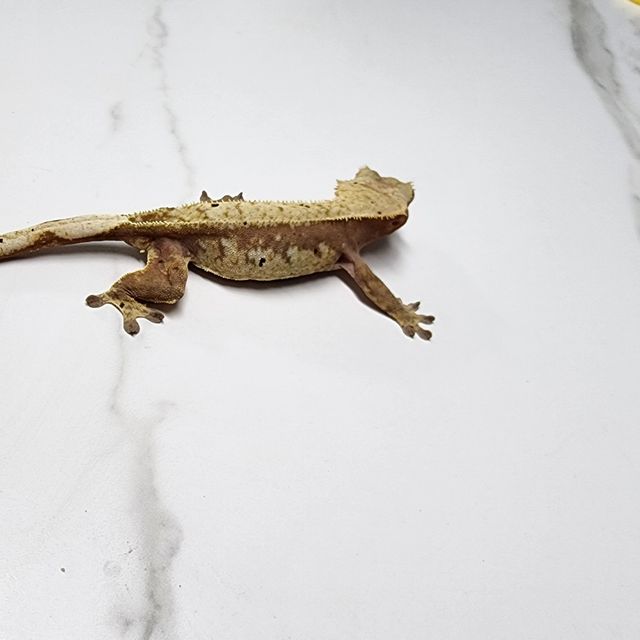 노멀 할리퀸 레드