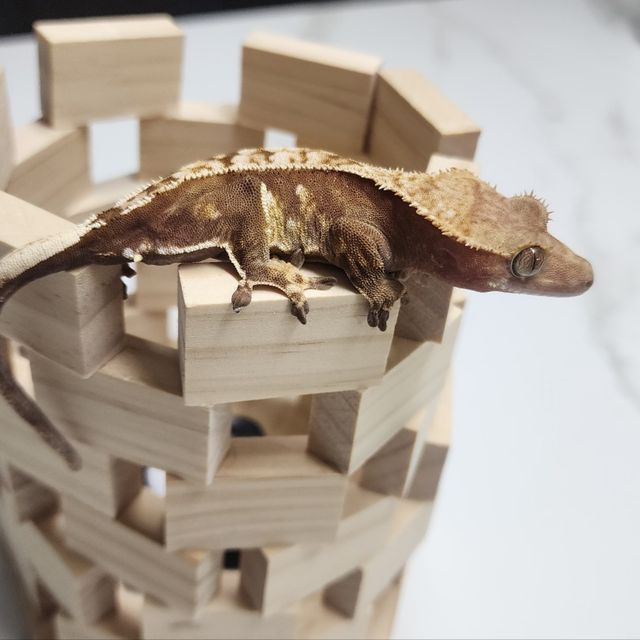 할리퀸