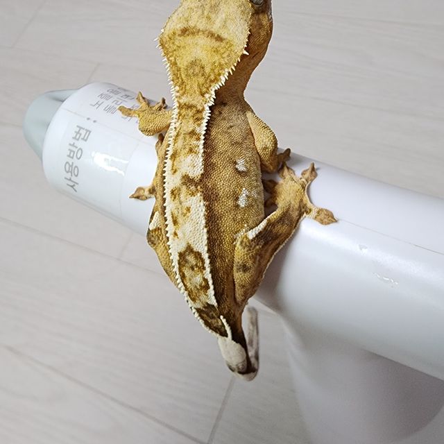 100%헷아잔틱 노멀