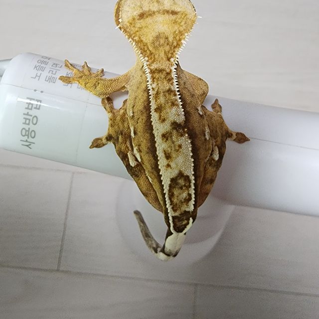 100%헷아잔틱 노멀