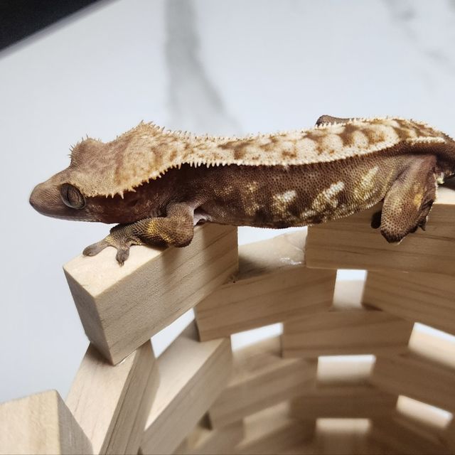 할리퀸