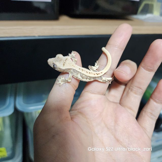릴리화이트