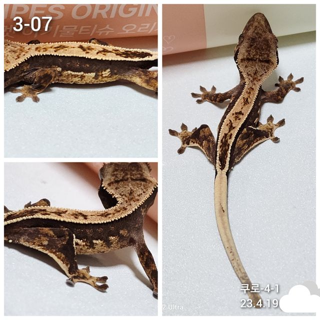 노멀 풀핀 할리퀸 쿼드