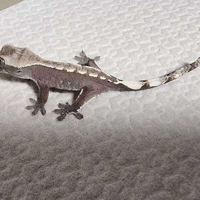 아잔틱