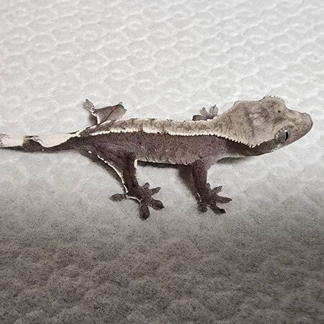 아잔틱