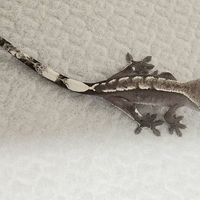 아잔틱