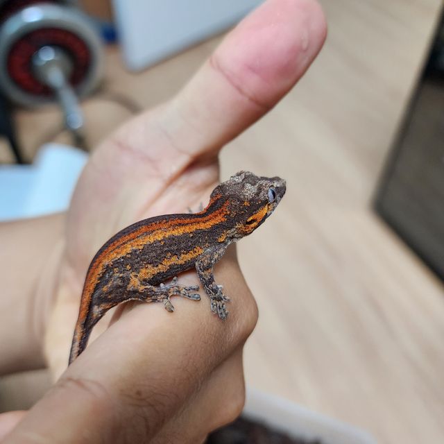 레드 스트라이프