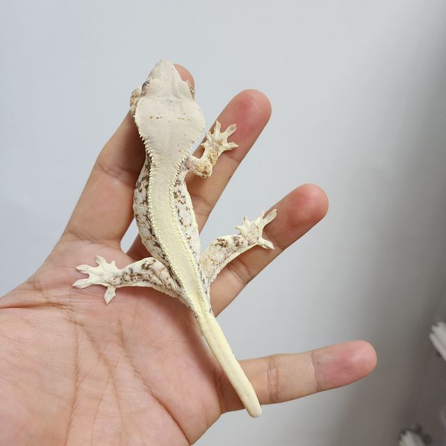 릴리화이트