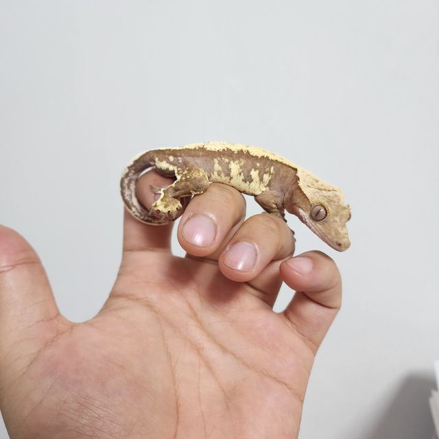 레드 할리퀸 노멀