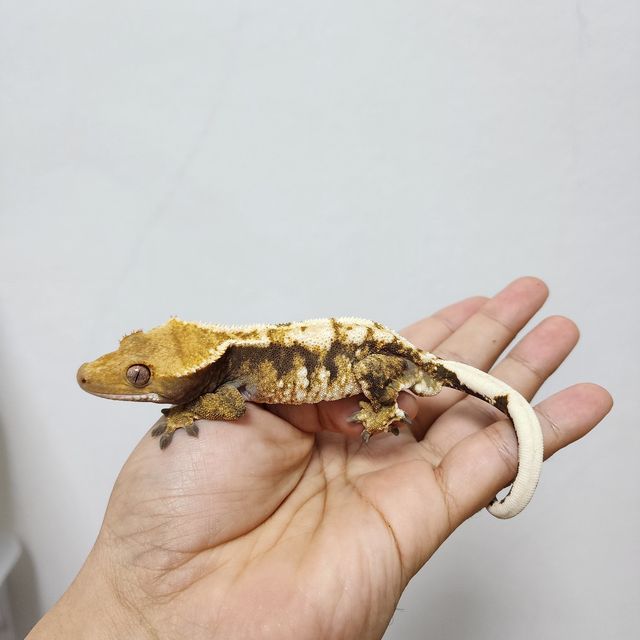 트라이 화이트핀 블랙 다크 할리퀸