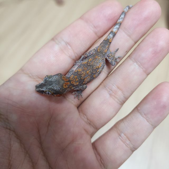 레티큘 블로치드 오렌지 옐로우