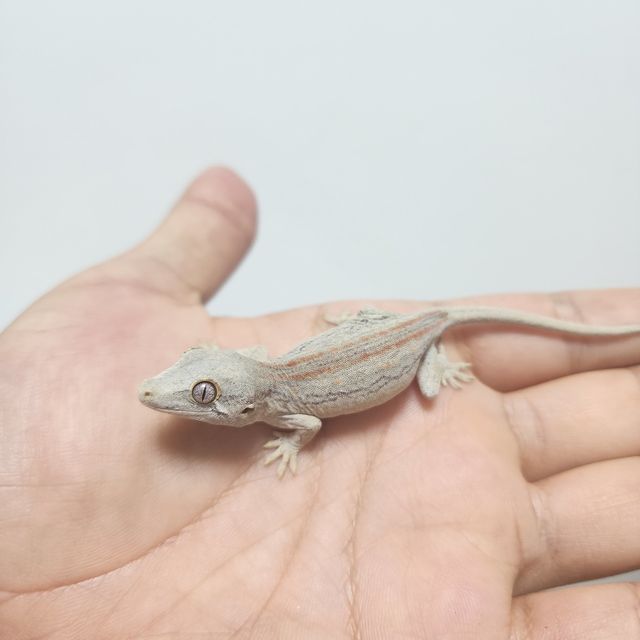 오렌지 스트라이프