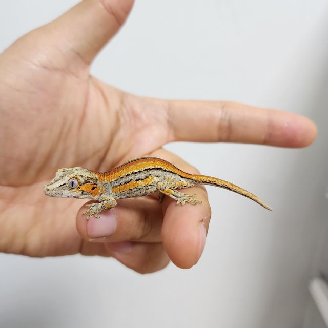 스트라이프 화이트 레드