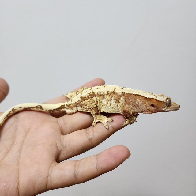 레드 드리피 트라이