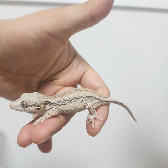 스트라이프 오렌지 화이트