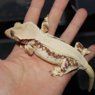 릴리화이트 솔리드백 레드