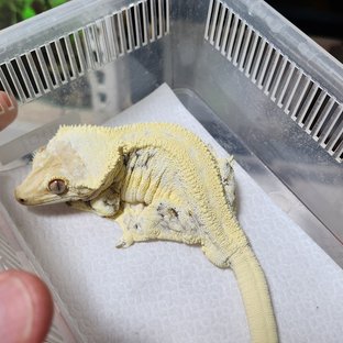 릴리화이트 풀핀 화이트