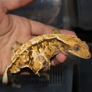 노멀 트라이 익스트림할리퀸