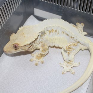 릴리화이트 솔리드백