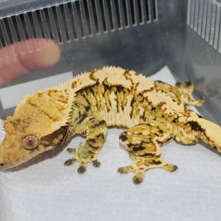 트라이 노멀 익스트림할리퀸