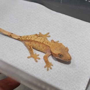 익스트림할리퀸 레드