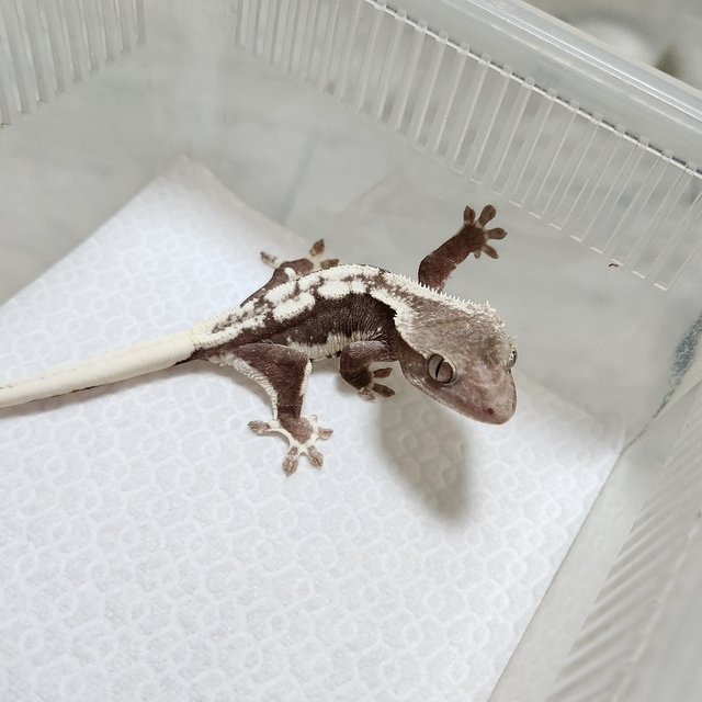 릴잔틱 릴리화이트 아잔틱