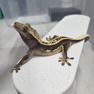 슈퍼스트라이프 엠티백