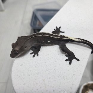 아잔틱 슈퍼스트라이프