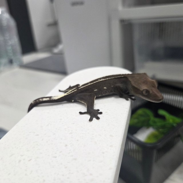 아잔틱 슈퍼스트라이프