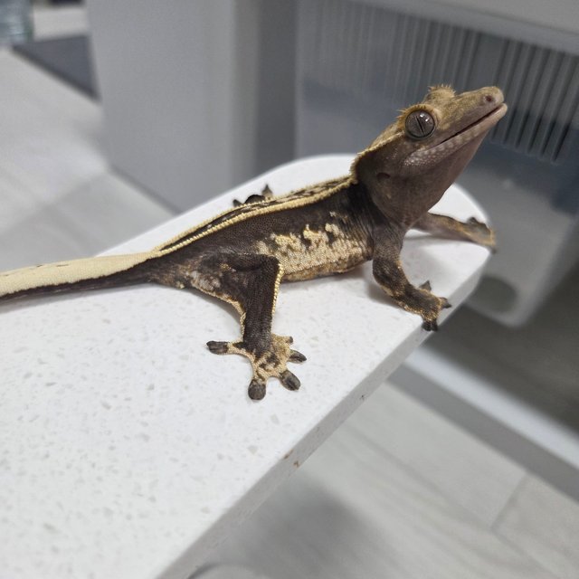 슈퍼스트라이프 엠티백