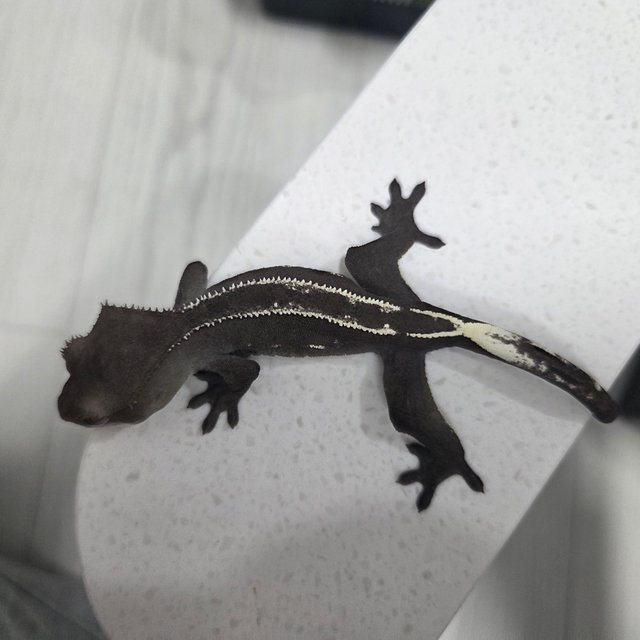 아잔틱 핀스트라이프 풀핀