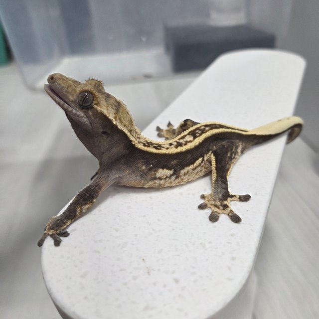 슈퍼스트라이프 엠티백