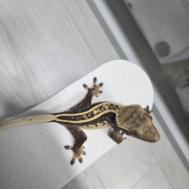 슈퍼스트라이프 엠티백