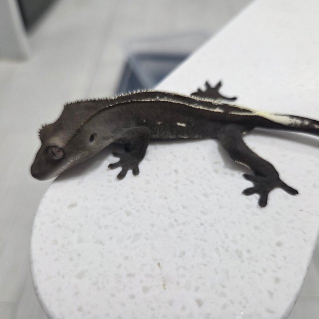 아잔틱 핀스트라이프 풀핀