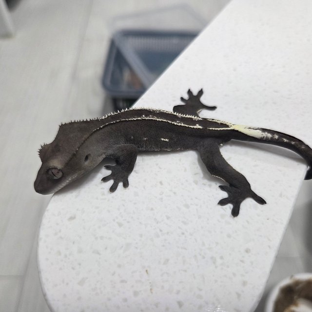 아잔틱 슈퍼스트라이프