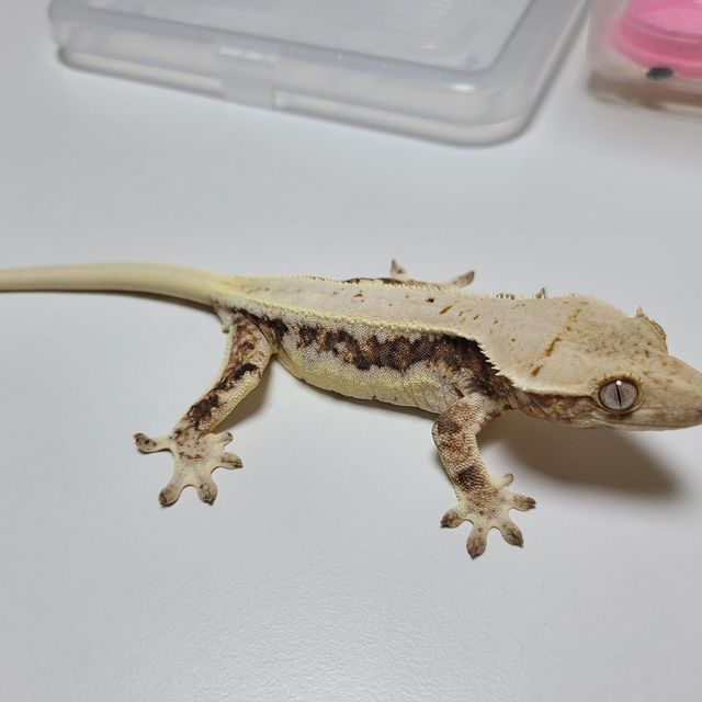 릴리화이트 트라이