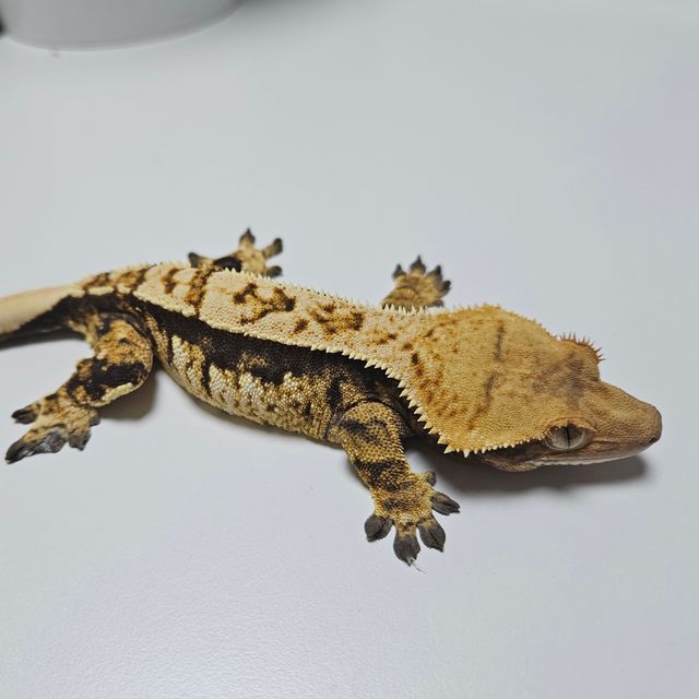 익스트림할리퀸
